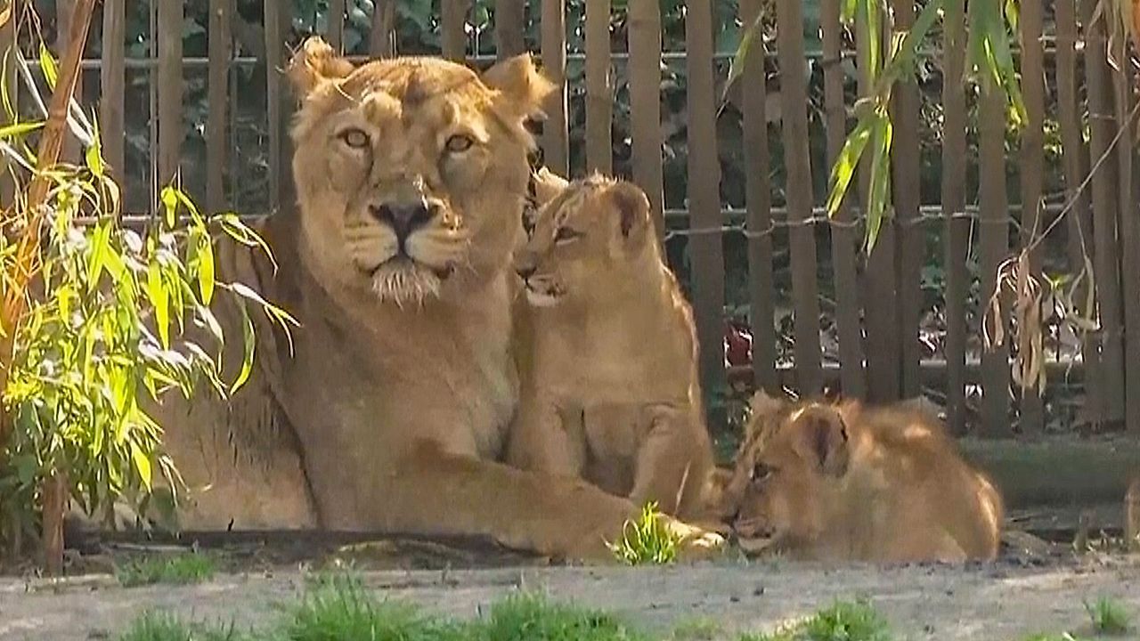 Video: Premiere im Kölner Zoo: Asiatische Löwen-Drillinge erkunden Außengehege