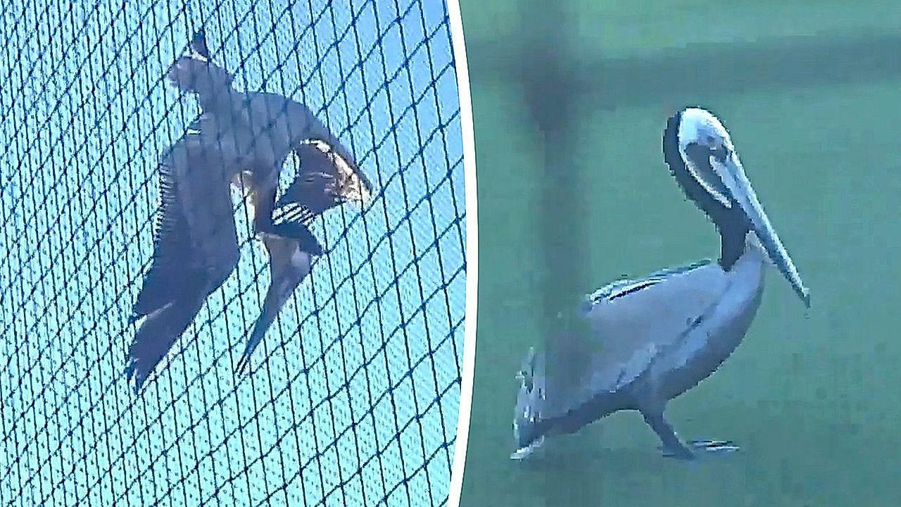 Video: Wasservogel im Tiefflug: Baseballspiel wird Opfer von Pelikan