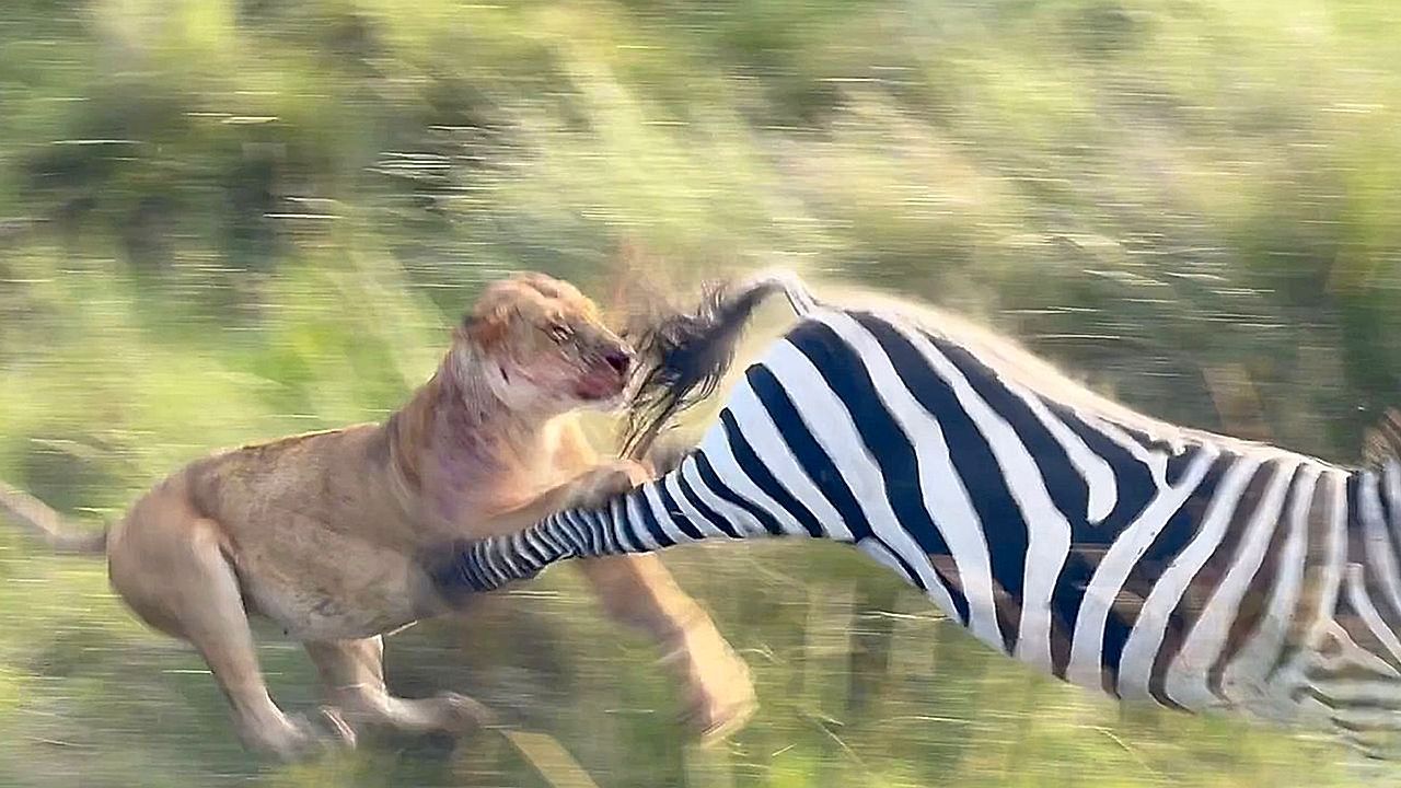 Video: Mit Tritt in die Freiheit: Zebra vereitelt Löwenangriff