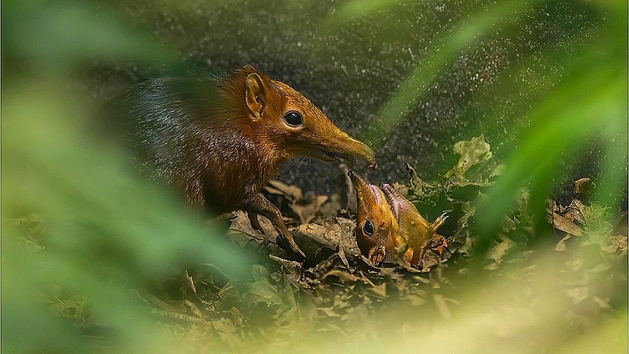 Video: Little miracles! The first elephant shrews are born in the United Kingdom