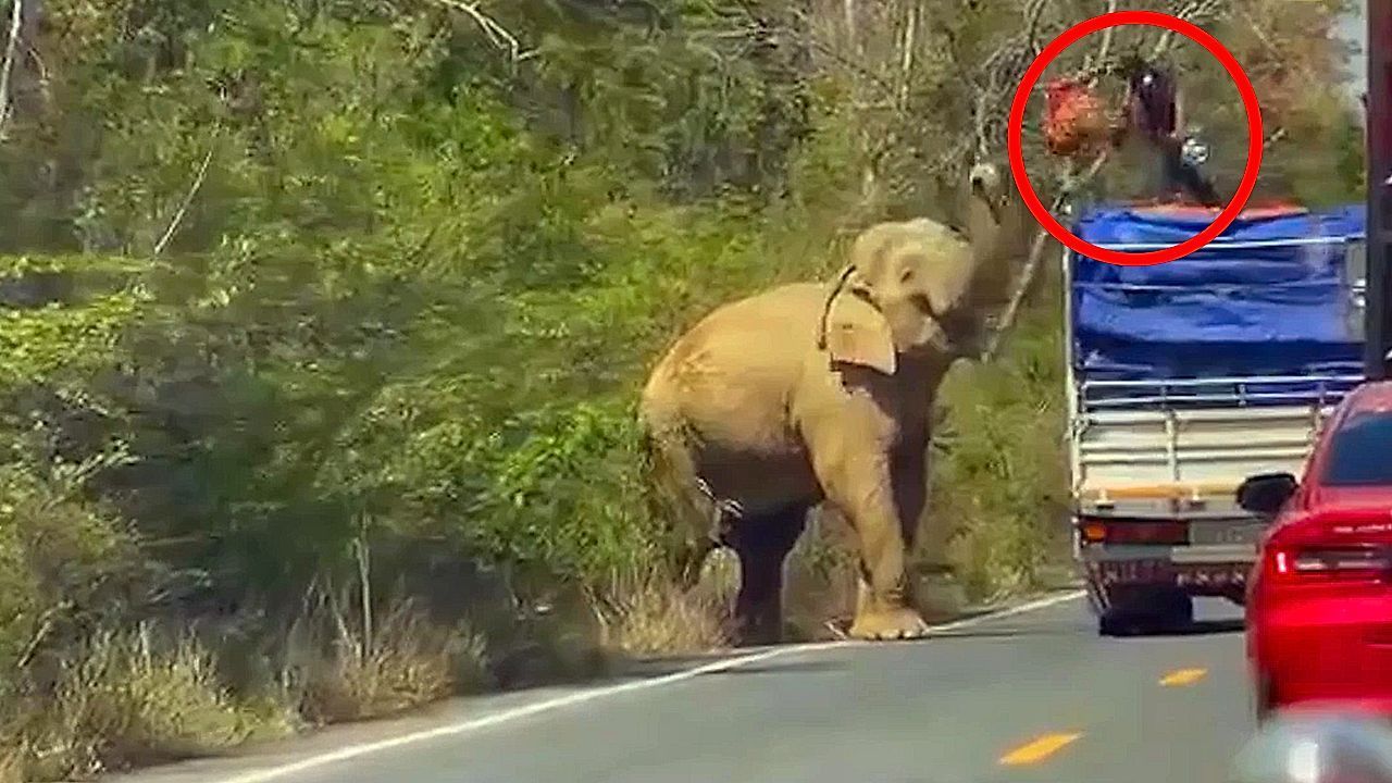 Video: Elefant mit knurrendem Magen: Mann auf Lkw wirft Dickhäuter Snack zu