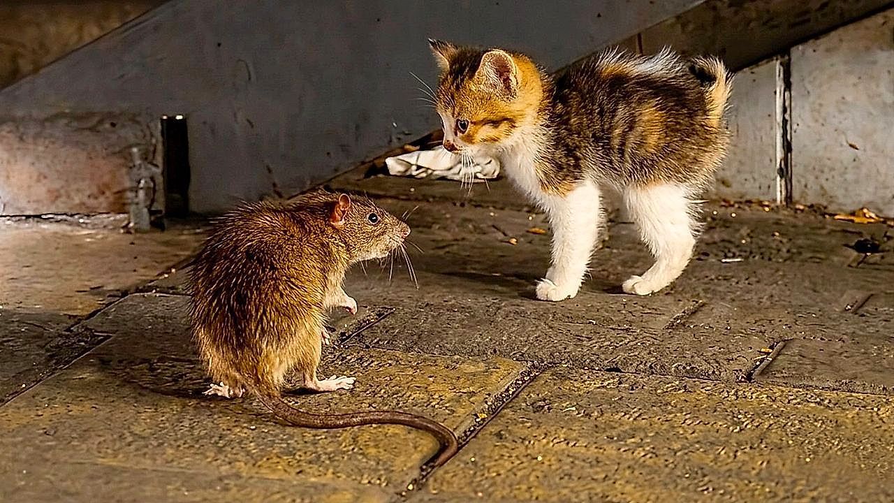 Video: Rollentausch: Riesige Ratte spaziert furchtlos an verdutzten Kätzchen vorbei