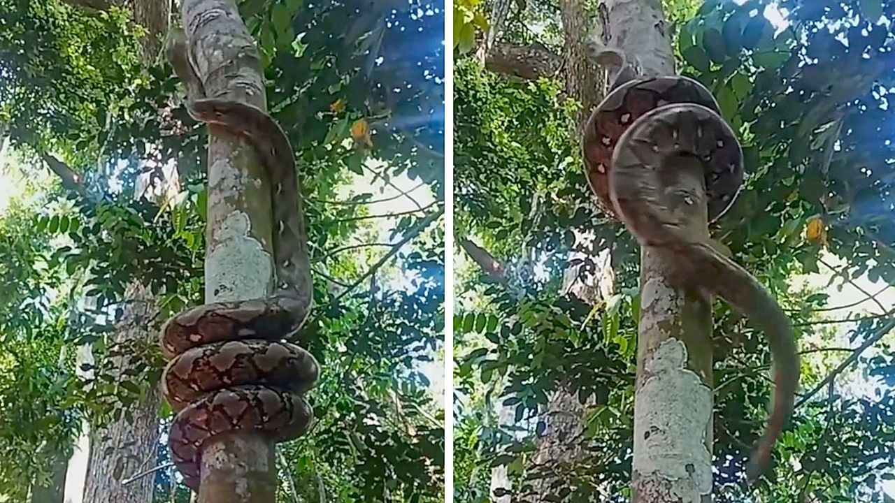Video: Kraft und Geschick: Python in Thailand klettert Baum hinauf
