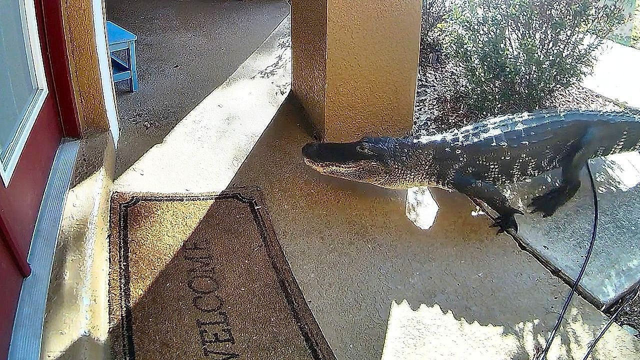Video: Unexpected visitor caught on camera outside Florida home