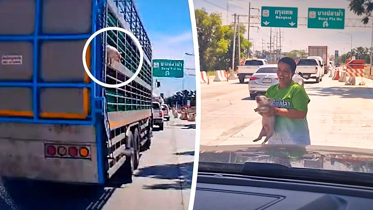 Video: Flucht aus Viehtransporter: Ferkel fällt von Lkw und wird von Autofahrern gerettet
