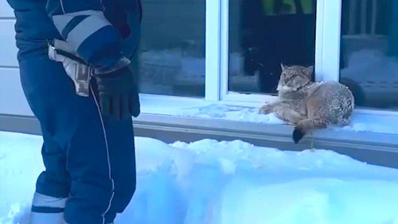 Video: Cops struggle to make wild lynx leave cozy patrol car spot