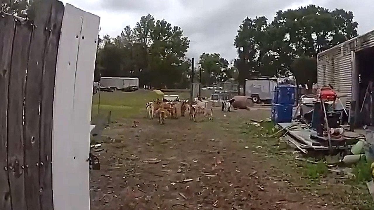 Video: Hundegeräusche: Polizist treibt entlaufene Ziegen zurück ins Gehege