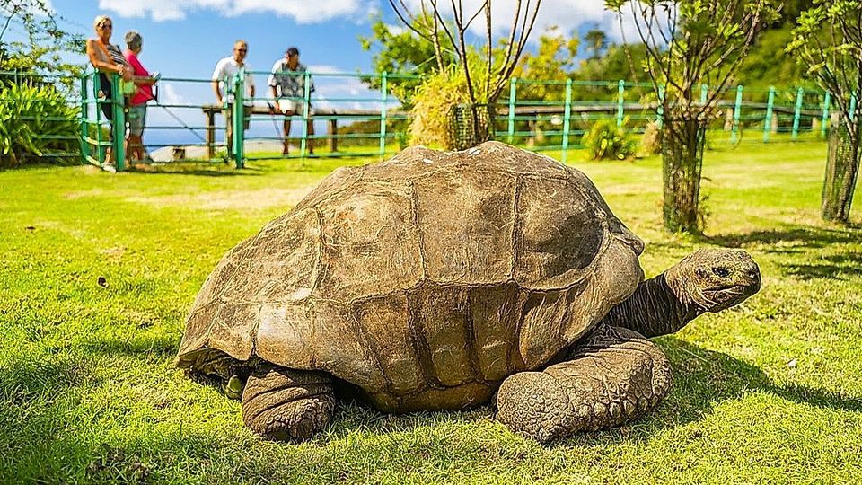 Älteste Schildkröte der Welt lebt: 194-jähriges Reptil Opfer von Kryptobetrug