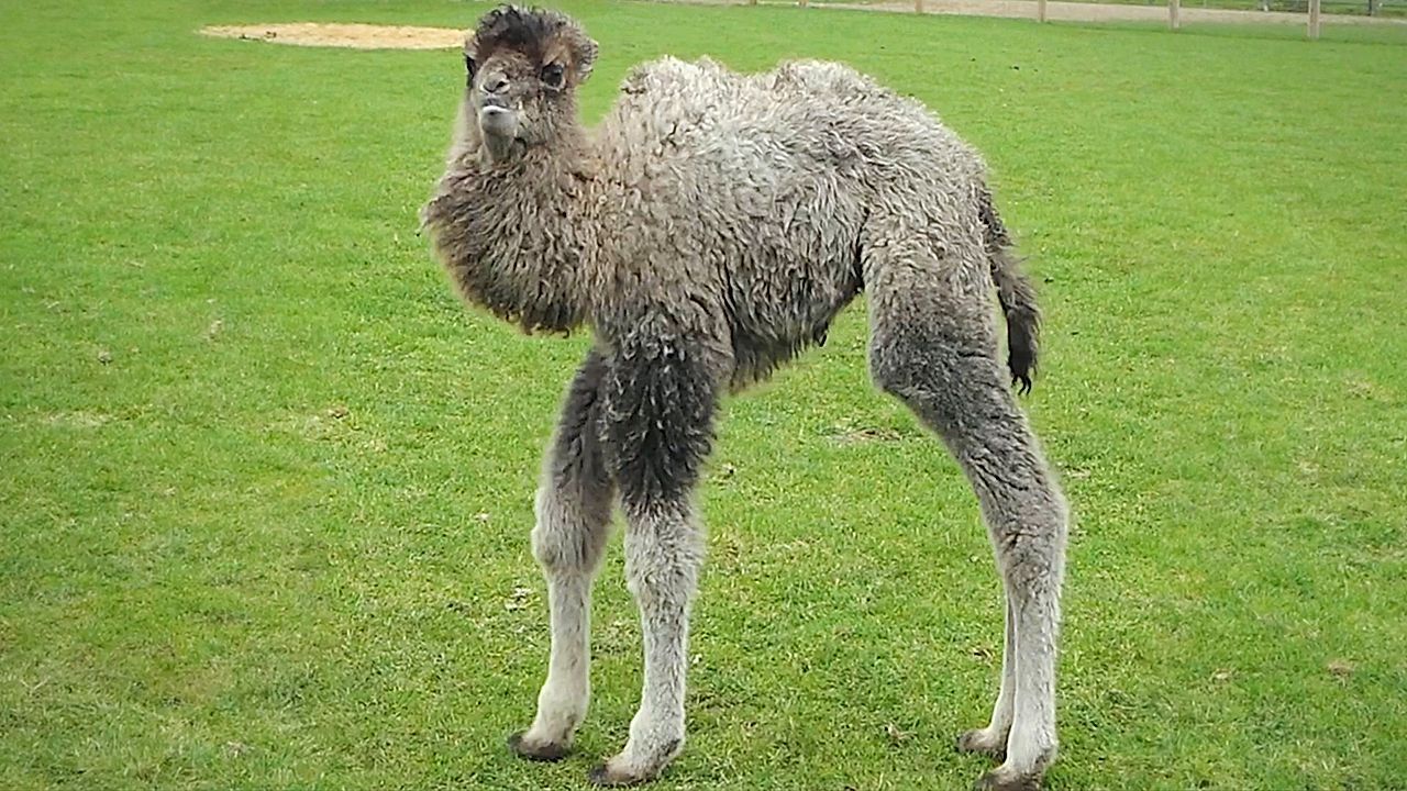 Video: Adorable long-legged camel calf born at UK zoo