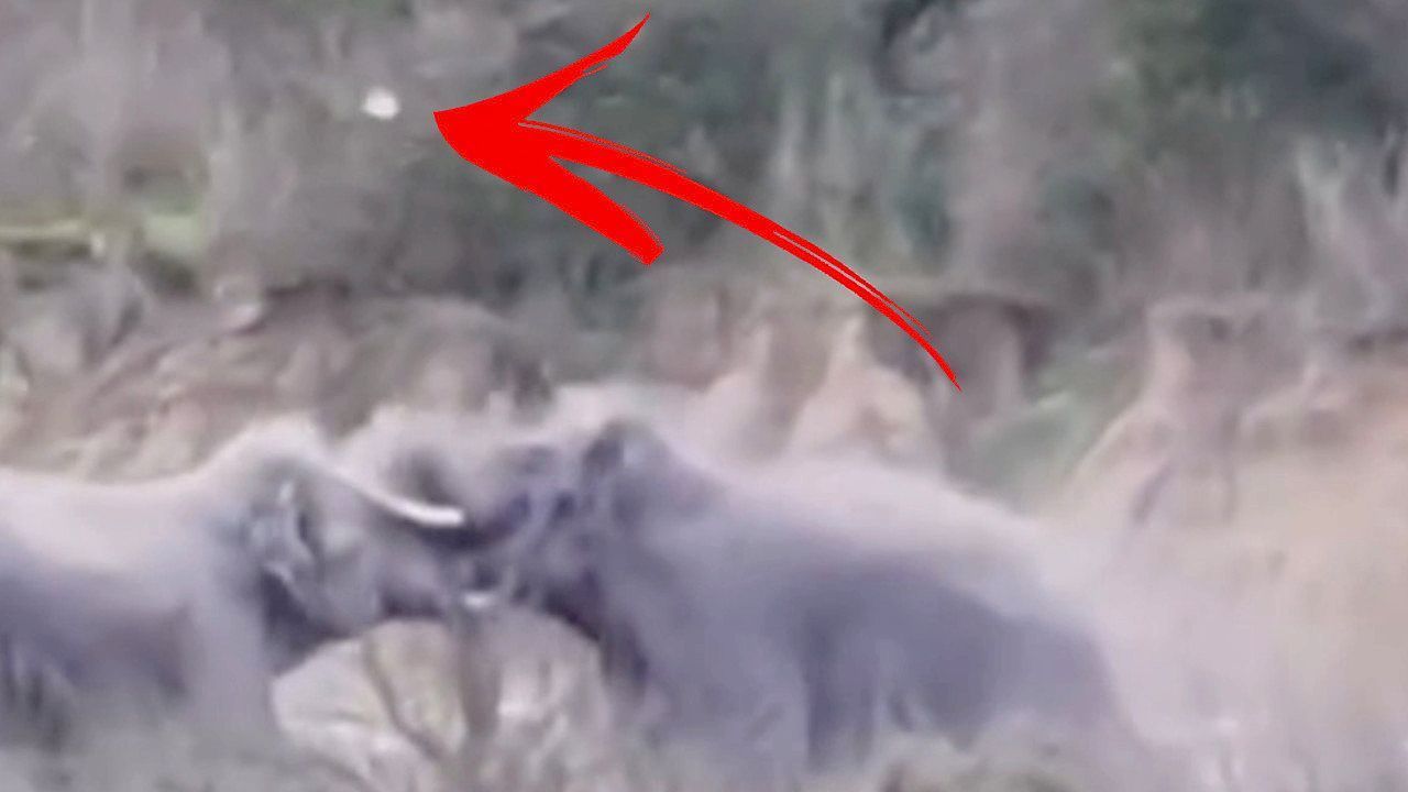 Video: Splitternde Stoßzähne: Elefanten krachen in indischem Nationalpark aufeinander