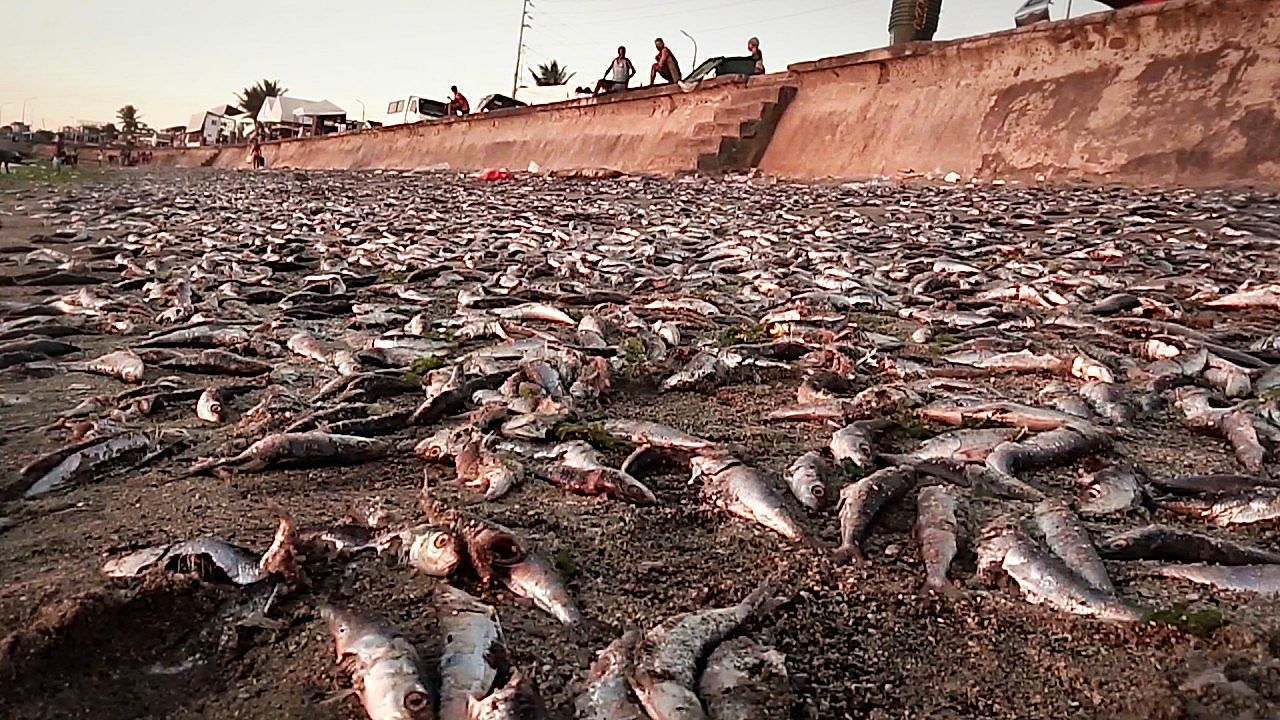 Video: Sardine oversupply leaves tons of fish spoiling along Philippines coast