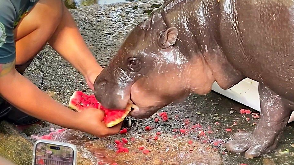 Eis-Snacks bei 42 Grad: Zootiere in Thailand bekommen leckere Erfrischung