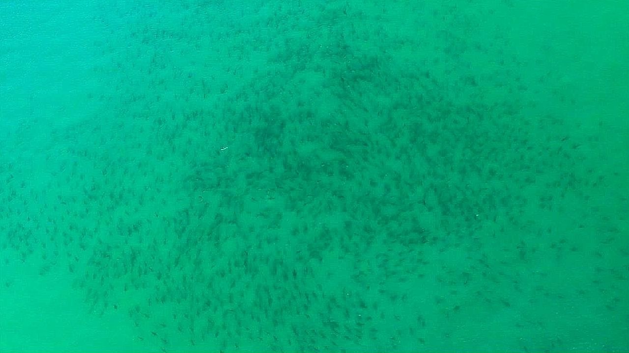 Video: Trübe Aussichten: Tausende Haie schwimmen näher an Floridas Strände heran