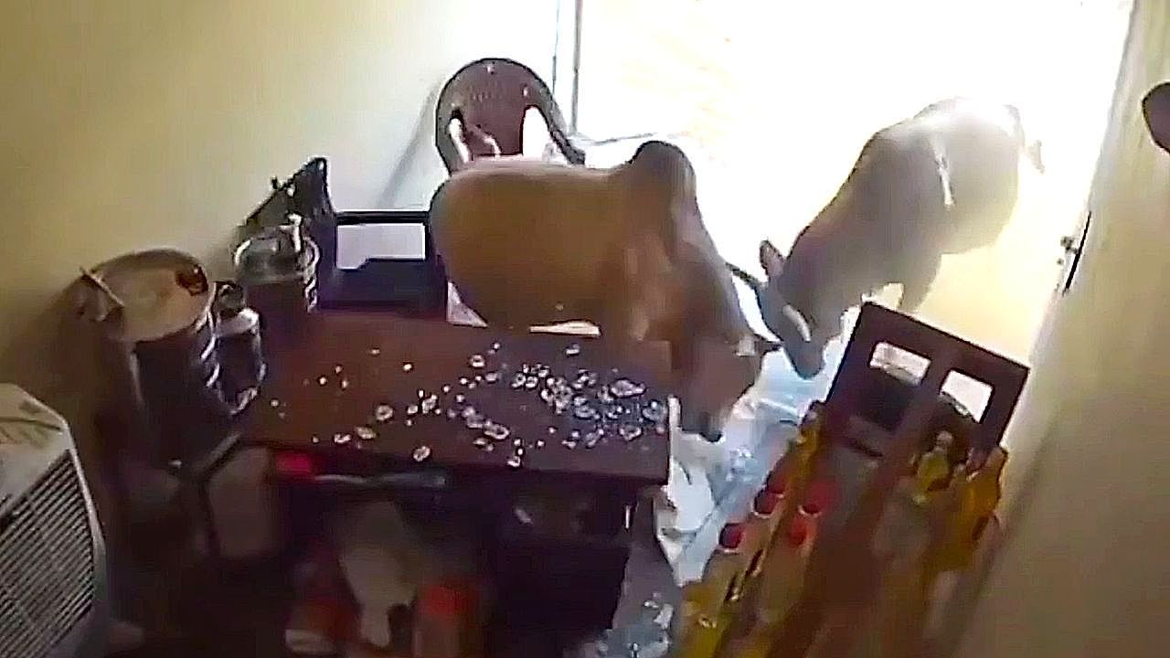 Video: Ungebetene Gäste: Kämpfende Bullen stürmen in Geschäft