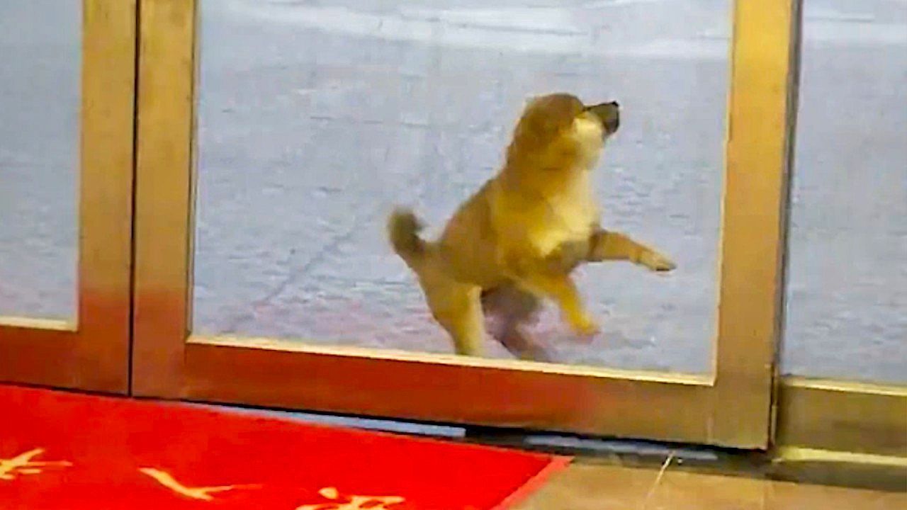 Video: Puppy's speedy dash ends in funny glass door fail