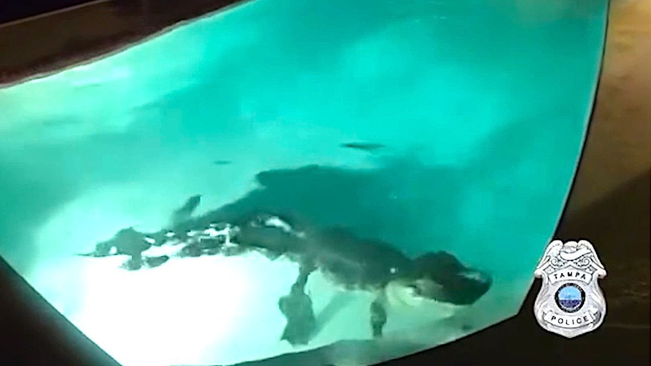 Video: Schreck am Abend: Polizisten finden riesigen Alligator im Schwimmbecken
