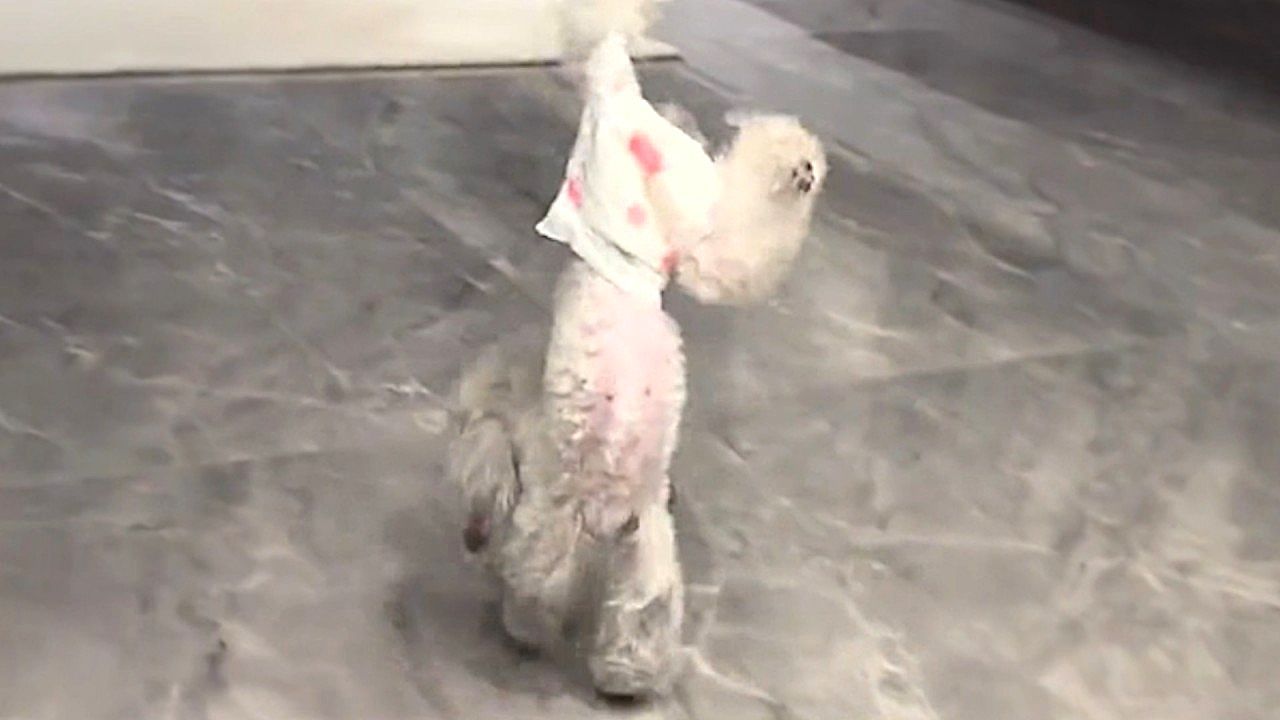 Video: Dog hilariously “walks” on front legs after diaper surprise