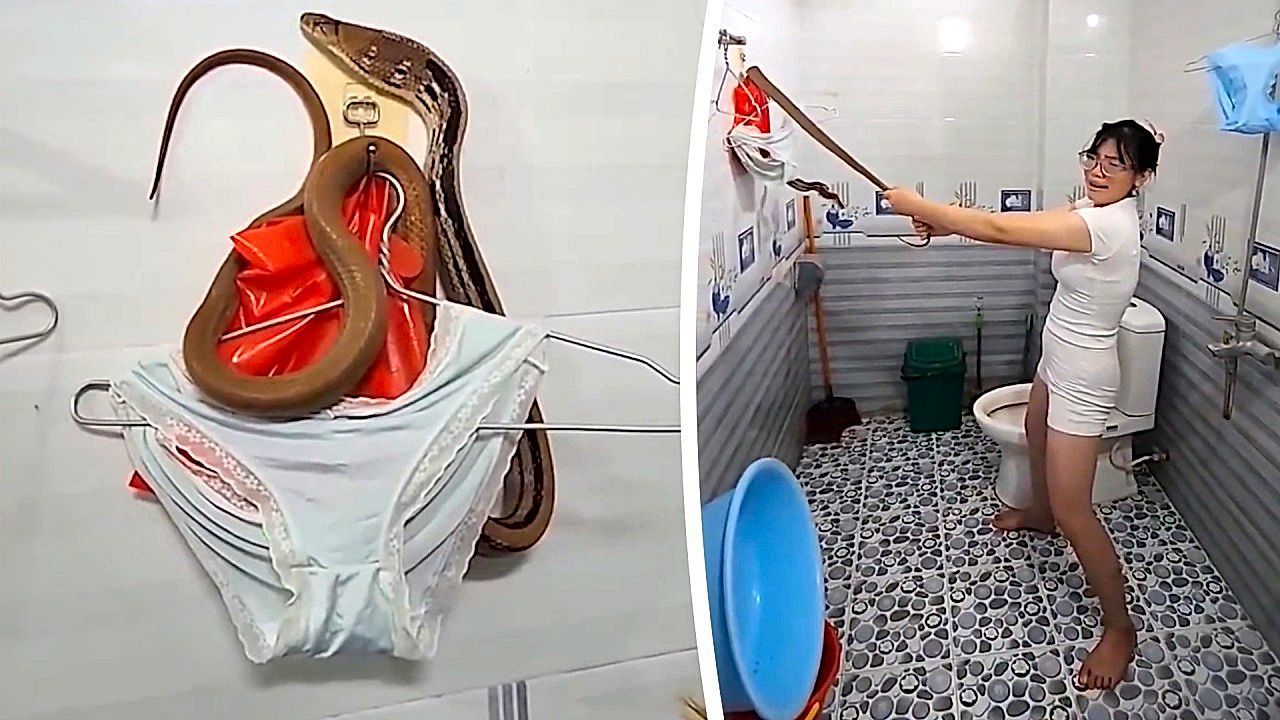 Video: Woman finds snake coiled around her underwear on bathroom hook in Vietnam