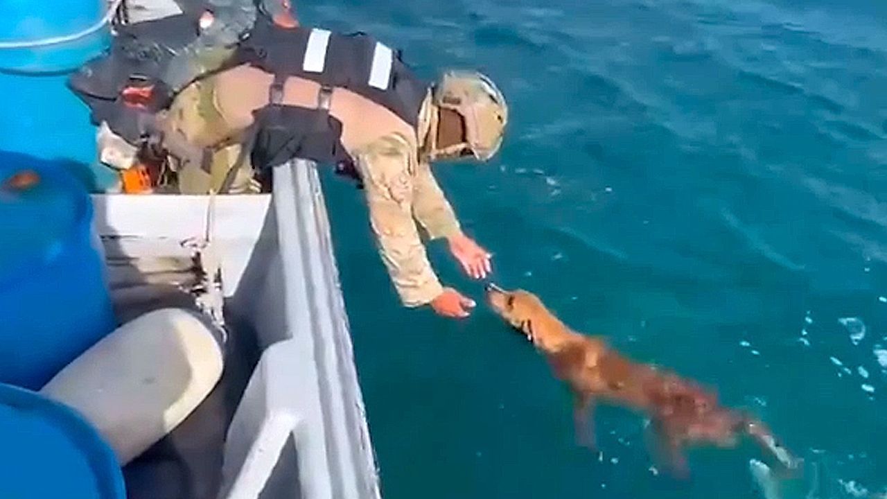 Video: Hund mitten im Meer: Marinesoldaten retten erschöpften Vierbeiner vor Panama