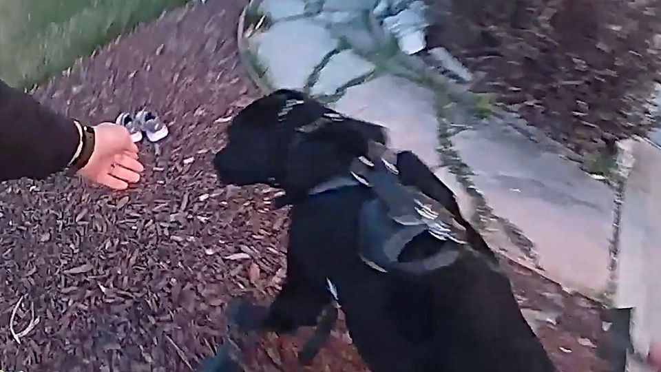 Erster Einsatz, erster Erfolg: Spürhund findet vermisstes Mädchen in Colorado