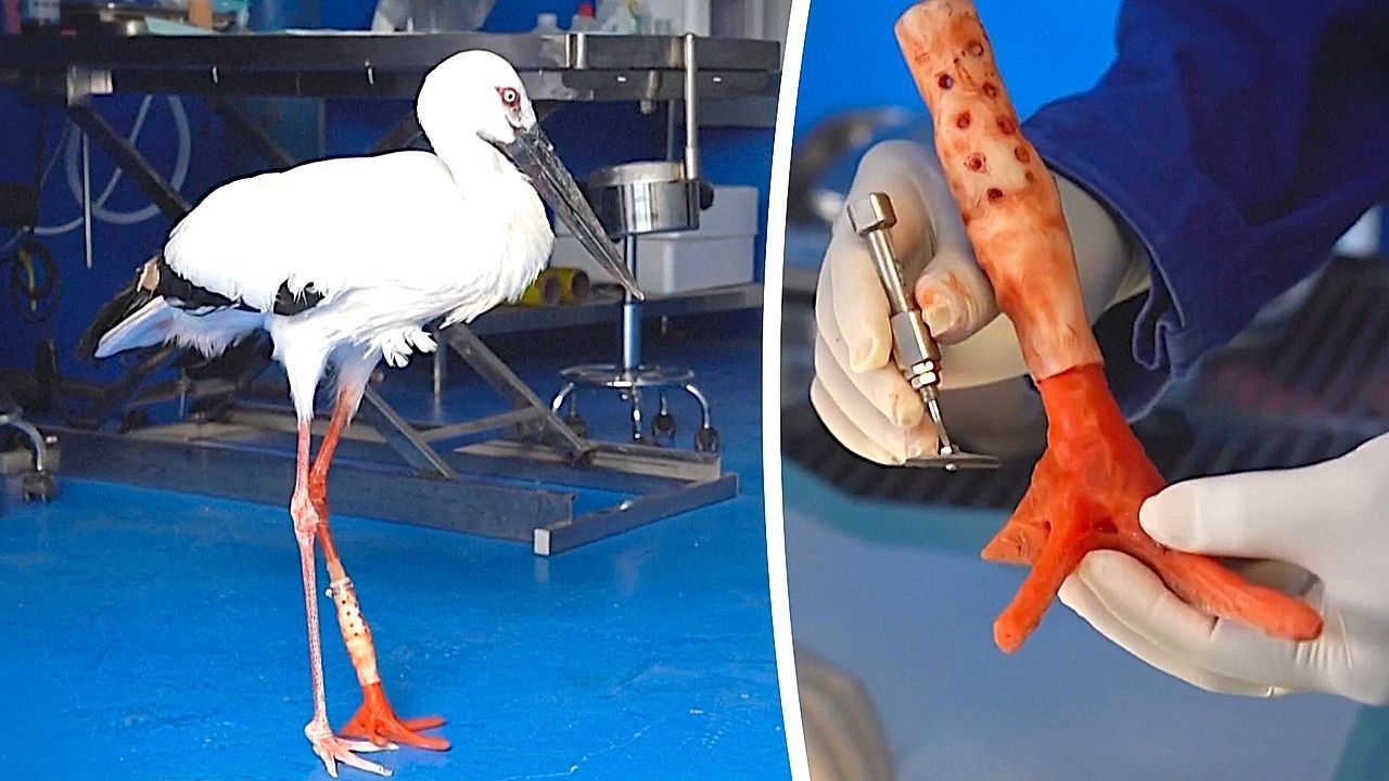 Video: Zweite Chance in der Wildnis: Einbeiniger Storch erhält maßgefertigte Prothese
