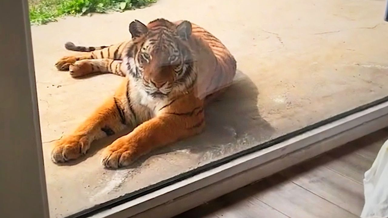 Video: Chinese zoo lets guests sleep next to live tigers