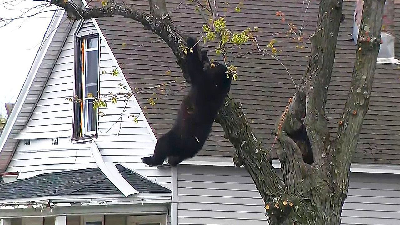 Video: Black bear captured after spending hours in New York residential area tree