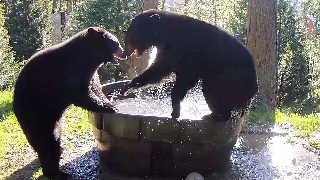 Video: Mit voller Freude in den Frühling: Gerettete Bären planschen im Portland Zoo