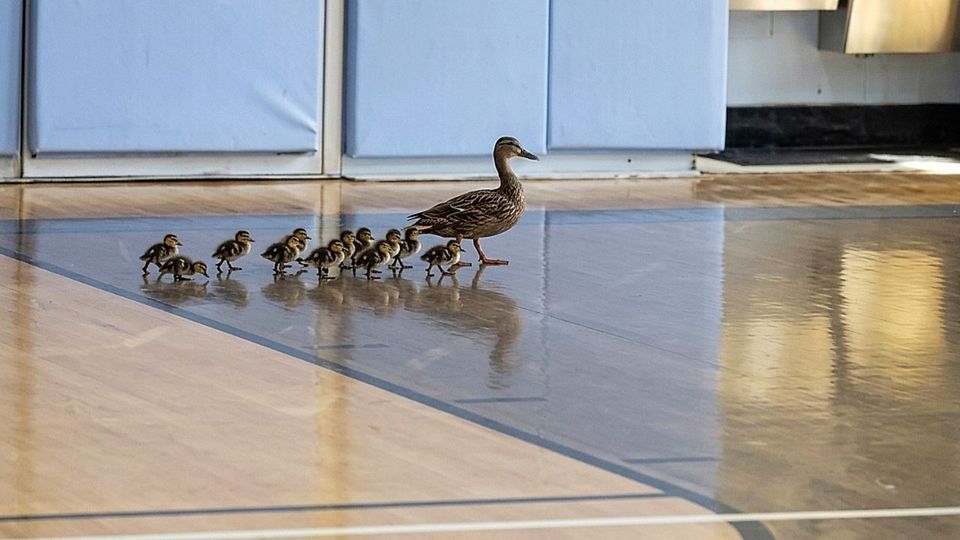 Jährlicher Schulbesuch: Entenmutter spaziert mit Küken durch Turnhalle