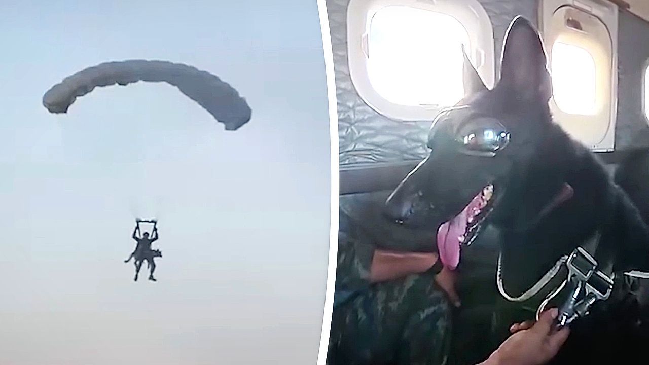 Video: Nervenstark auf vier Pfoten: Militärhunde springen mit Soldaten aus Flugzeug