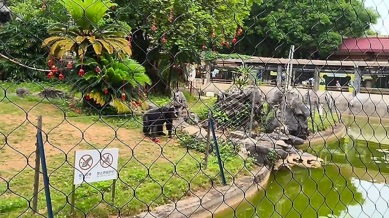 Video: Playful zoo moment draws laughs as monkey throws present to the crowd