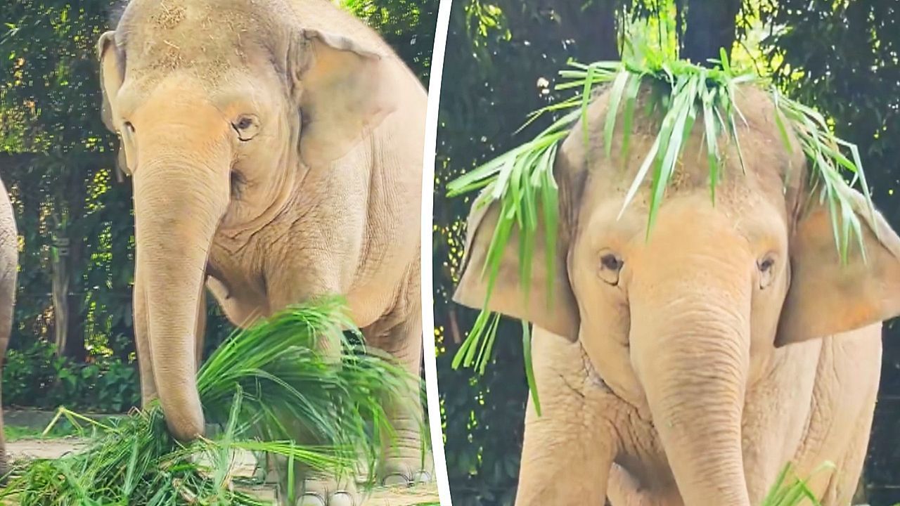 Video: Kreativer Sonnenschutz: Elefanten-Dame bastelt sich Hut aus Gras