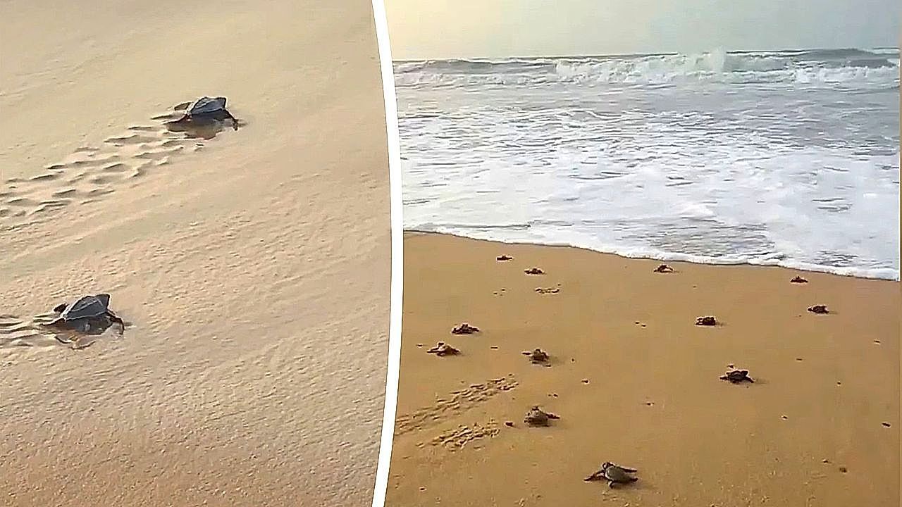 Video: Ab ins Meer: Hunderte kleine Schildkröten schlüpfen an Strand in Indien
