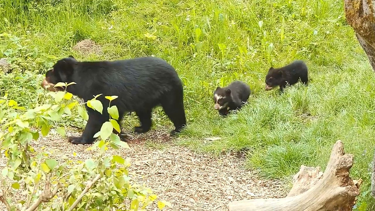 Video: Erste Schritte im Revier: Zwei Brillenbären-Babys entdecken ihr Gehege im Zoo Zürich