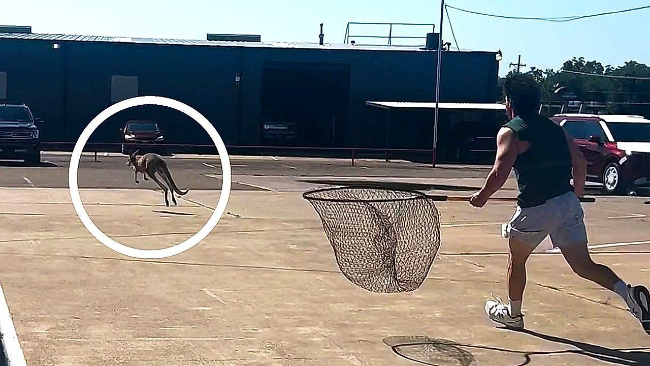 Video: Texas police led on hilarious chase by loose kangaroo
