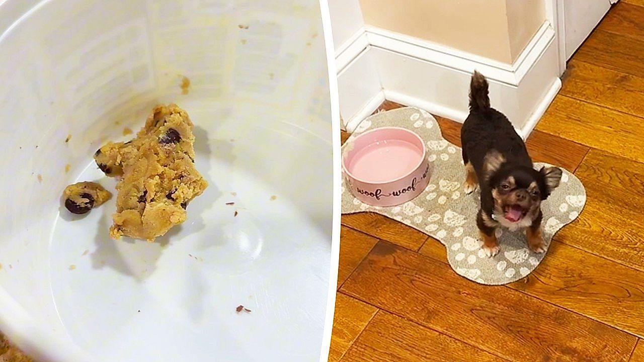 Video: Winziges Chaos: Chihuahua Franklin liefert sich Schreiduell mit Frauchen um Keksteig