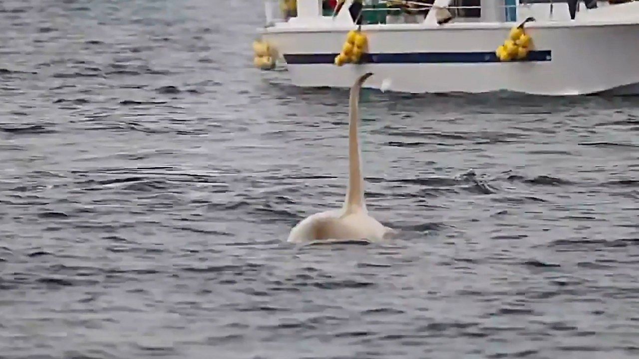 Video: Einhörner des Ozeans: Extrem seltener weißer Orca taucht vor Japan auf