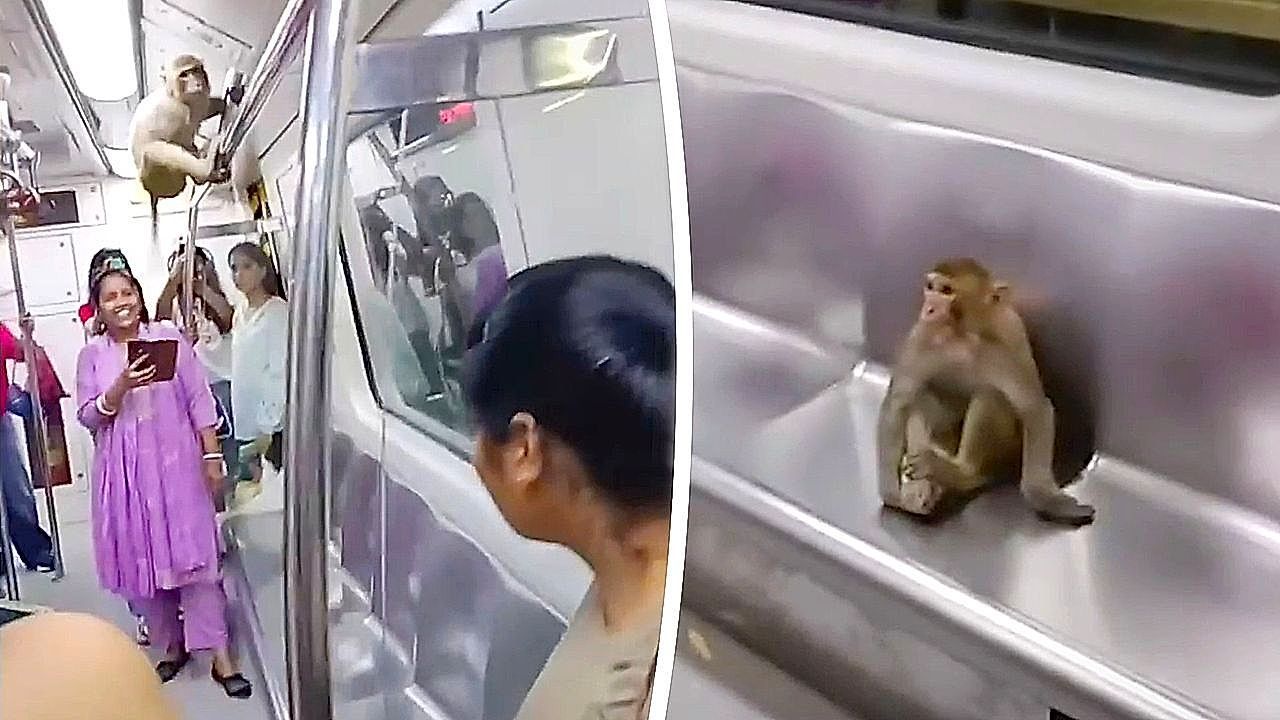 Video: Monkey breaks subway security and roams freely through Delhi Metro