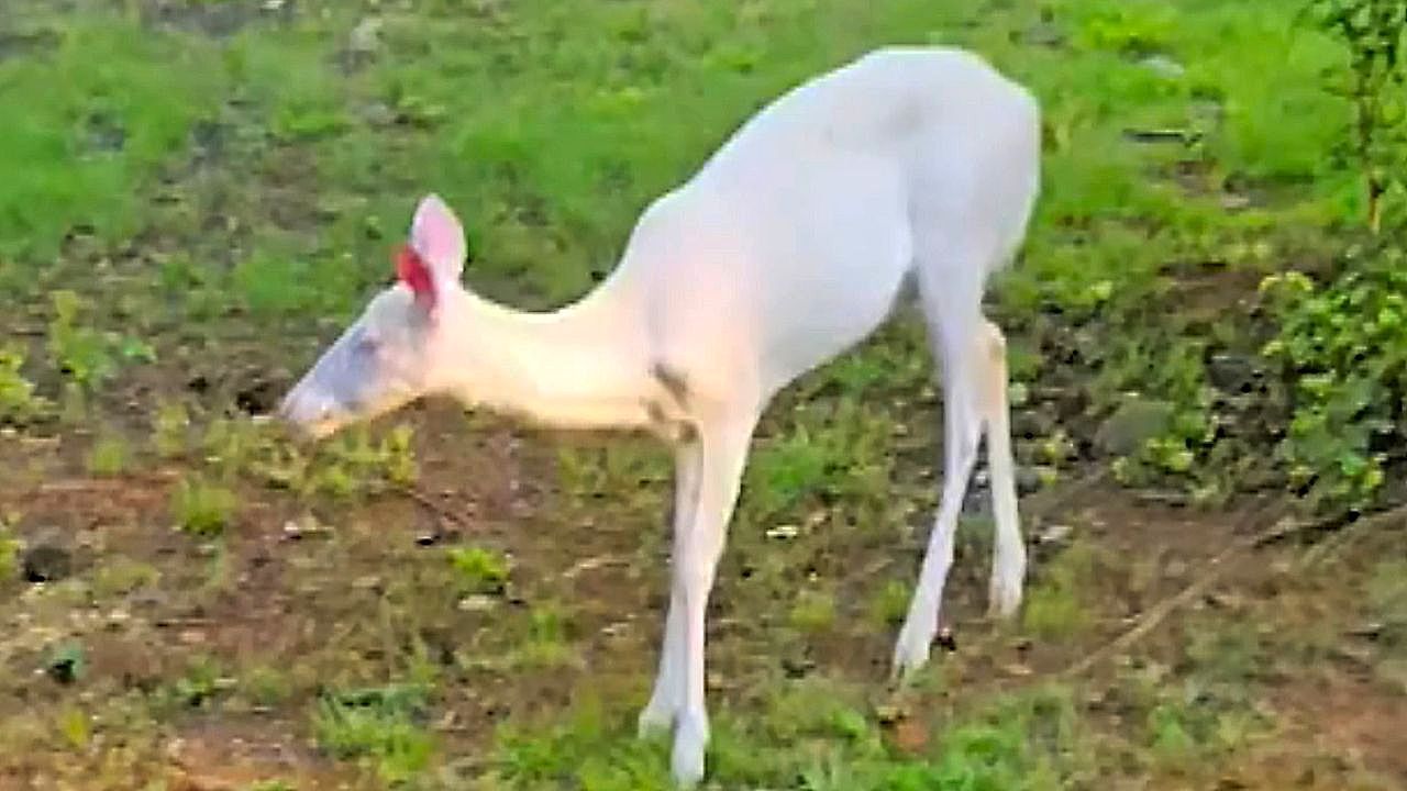 Video: Rare albino deer spotted on North Carolina lawn