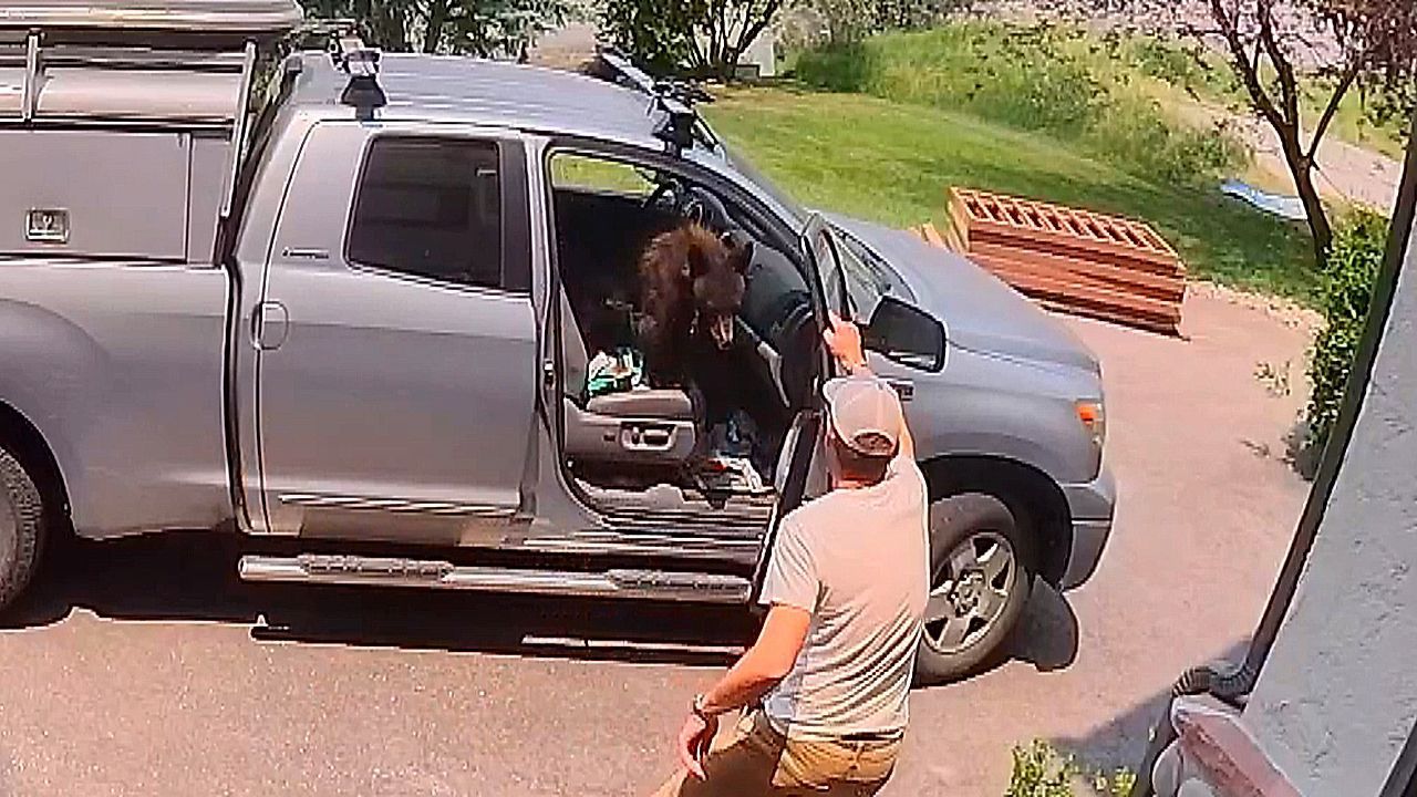 Video: Tierische Überraschung: Mann öffnet Autotür und steht Bären gegenüber
