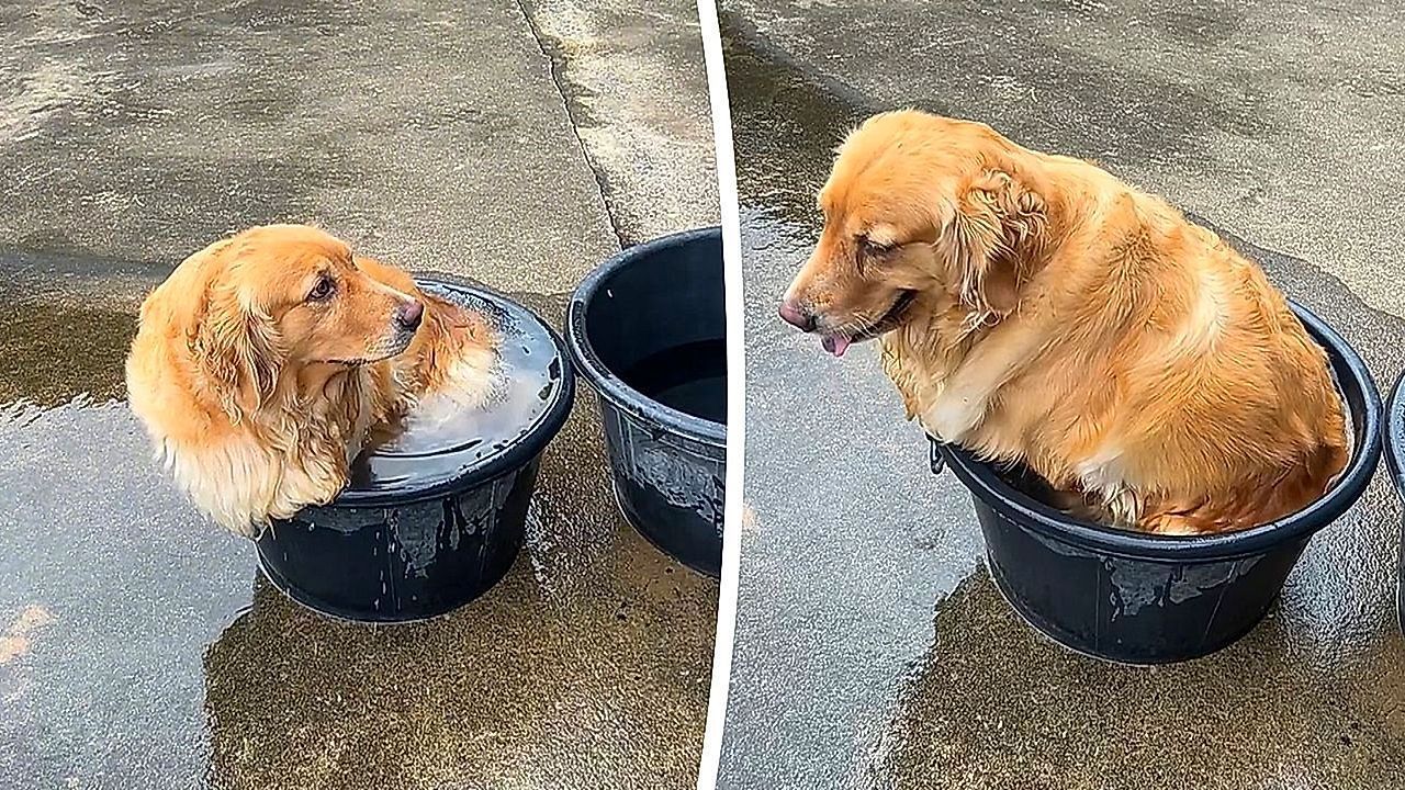 Video: Winziger Wassereimer: Golden Retriever trotzt Hitze – und Omas Besen