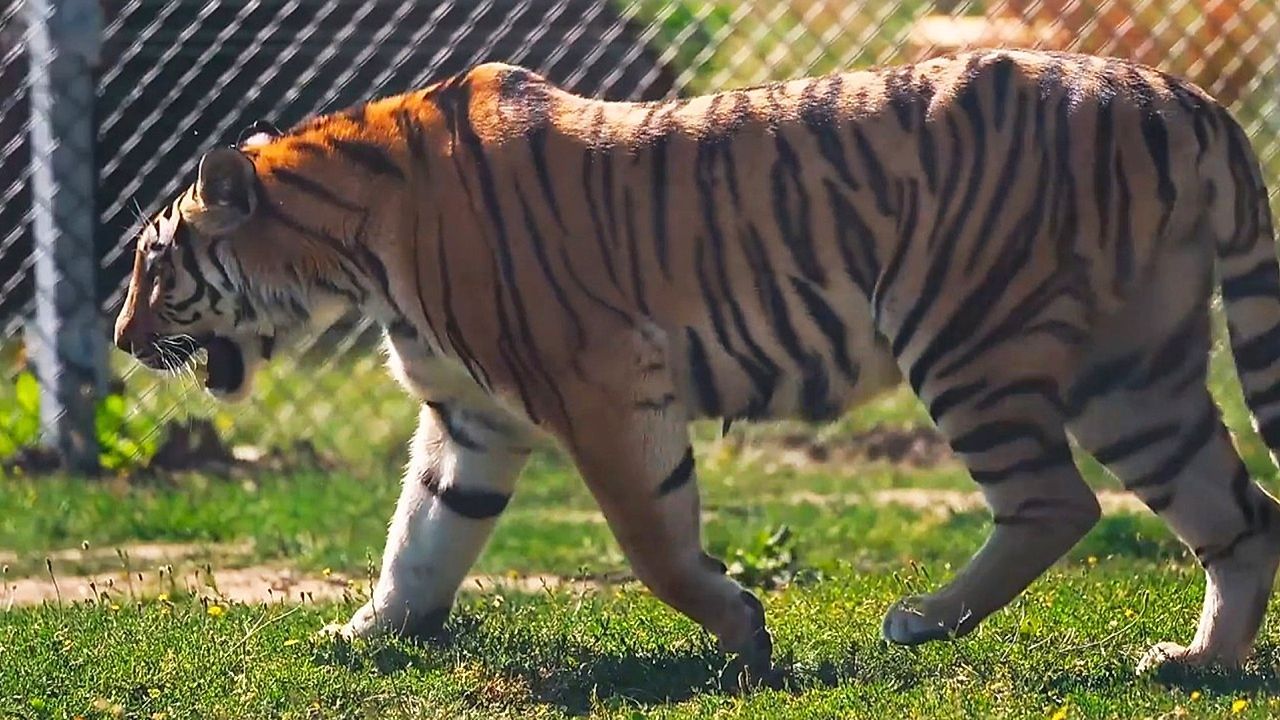 Video: Neues Zuhause im Safaripark: Seltene Amurtigerin in England zieht um