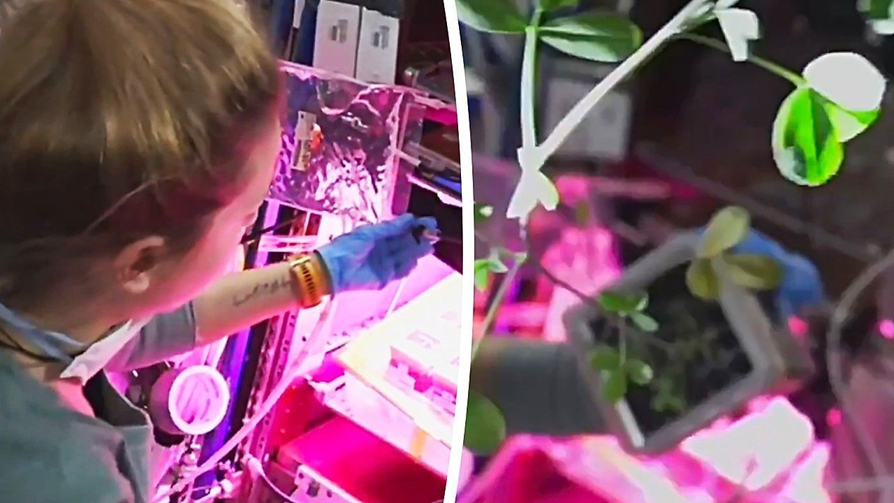 Video: Rosa Leuchten im All: Astronautin zeigt Gemüsegarten auf der ISS