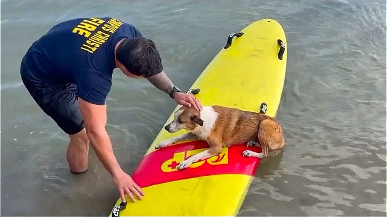 Video: Zu weit rausgeschwommen: Feuerwehr rettet Hund „Rocky“ aus Bucht in Texas