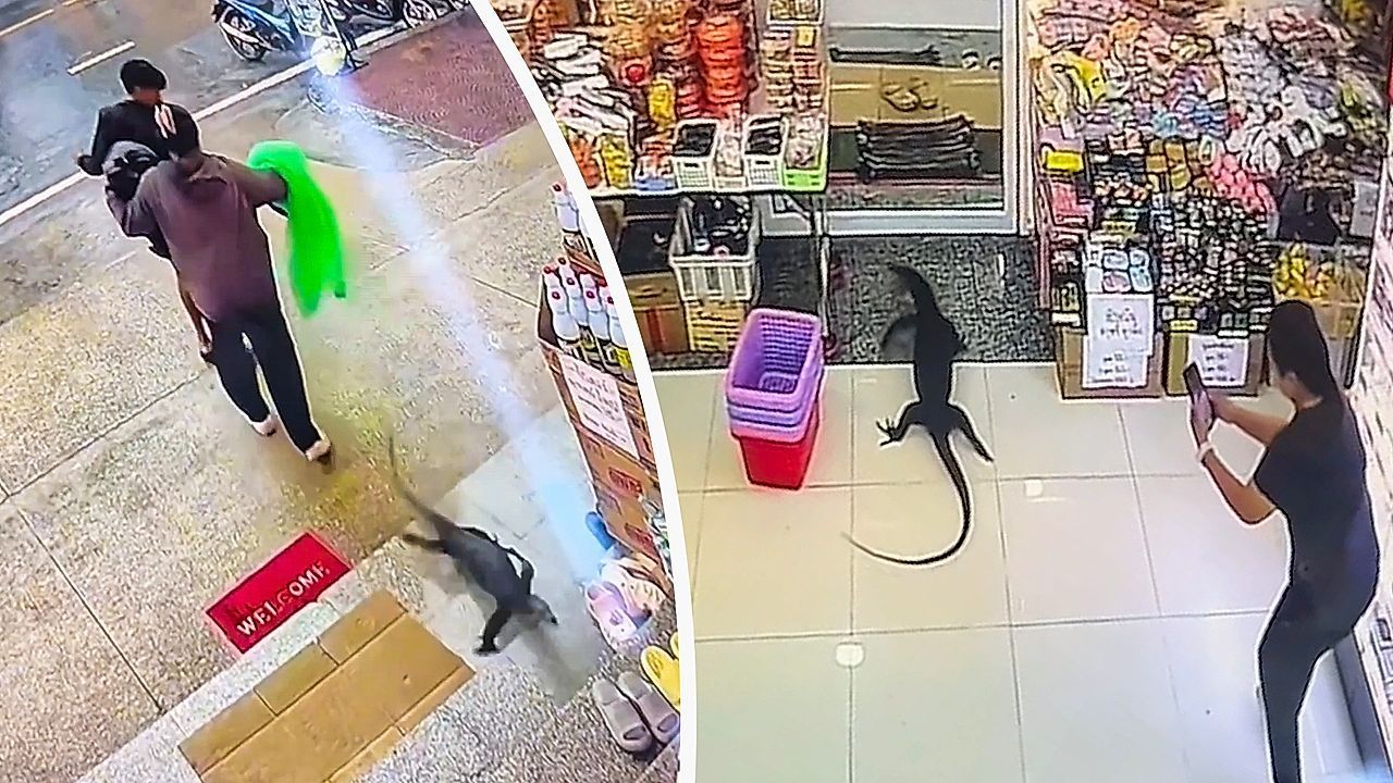 Video: Waran macht Laden unsicher: Echse sorgt für Panik in Thailand