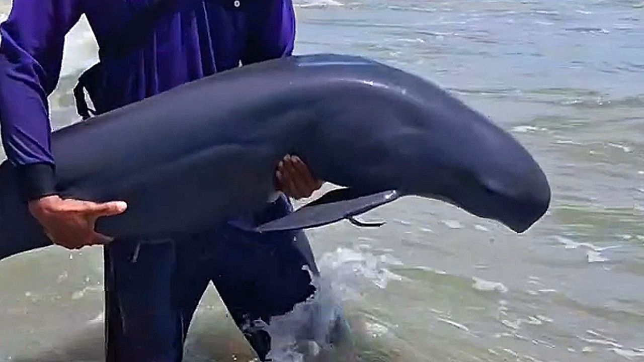 Locals in Thailand carry beached dolphin back into the ocean
