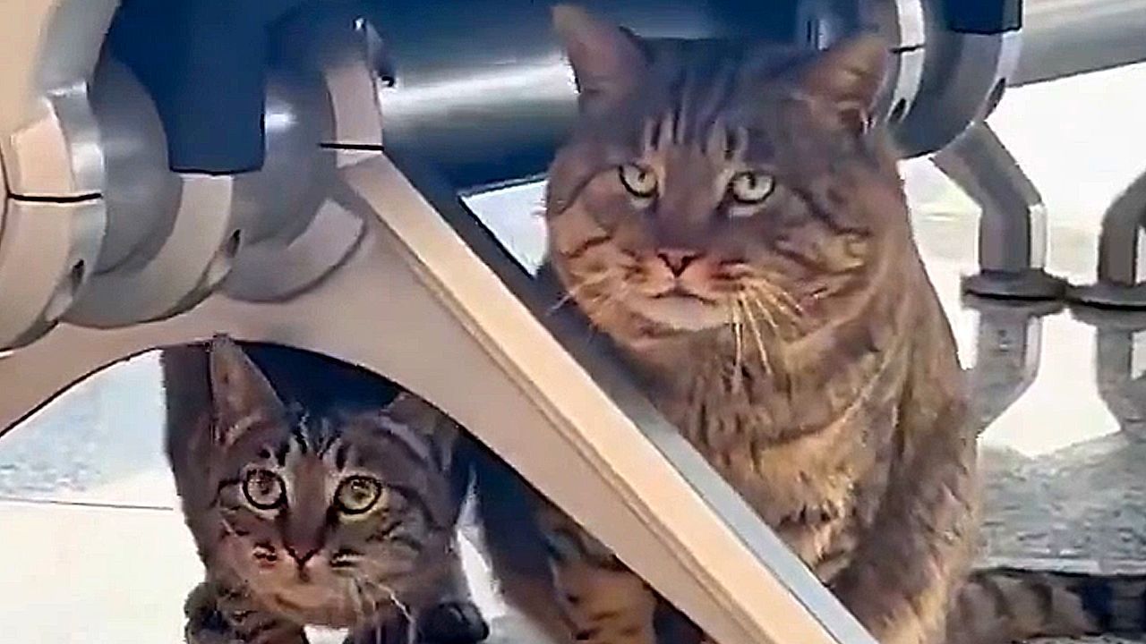 Video: Katzen im Dienst: Flughafen in China gibt Streunerfamilie ein eigenes „Mäusebüro“