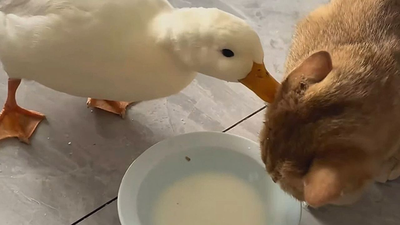 Video: Milchpause gestört: Freche Ente nervt Katze immer wieder