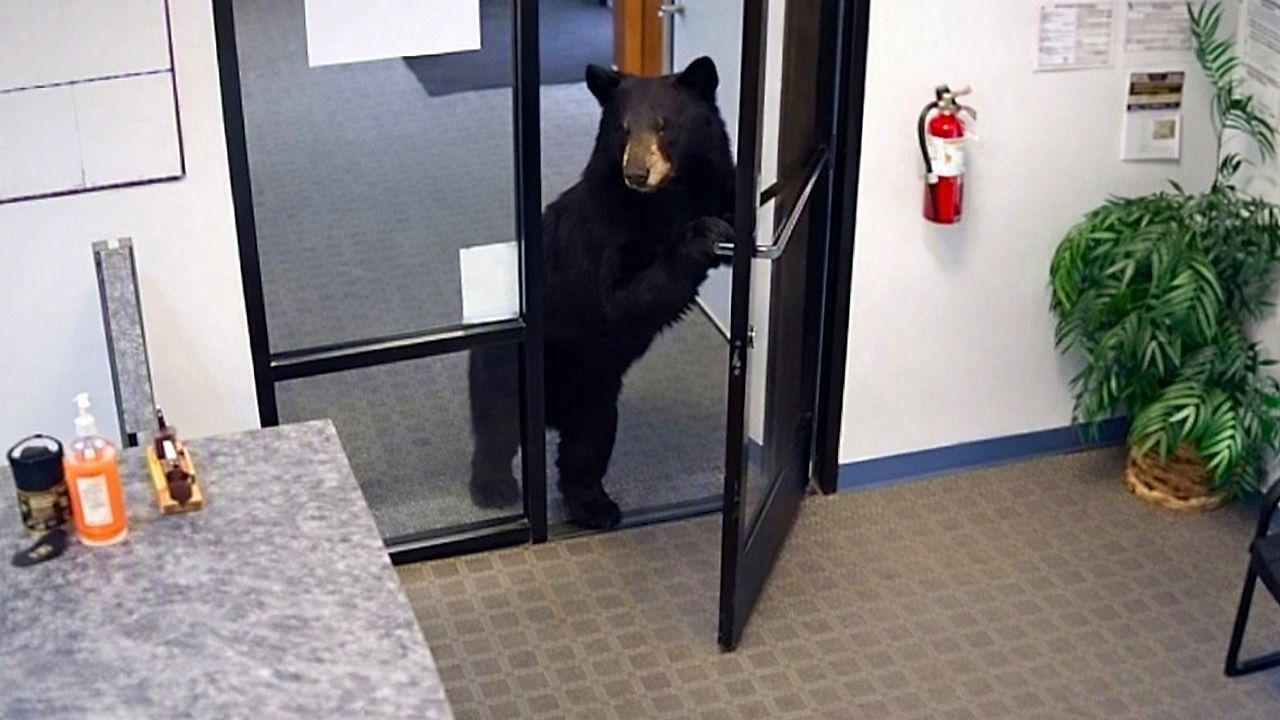 Video: Tierische Besichtigung: Bär schaut kurz im Büro vorbei