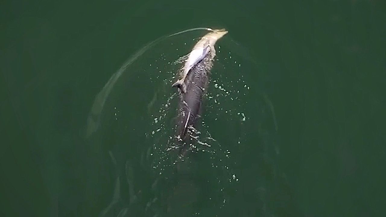 Trauer-im-Ozean-Delfinmutter-tr-gt-totes-Kalb-durchs-Meer